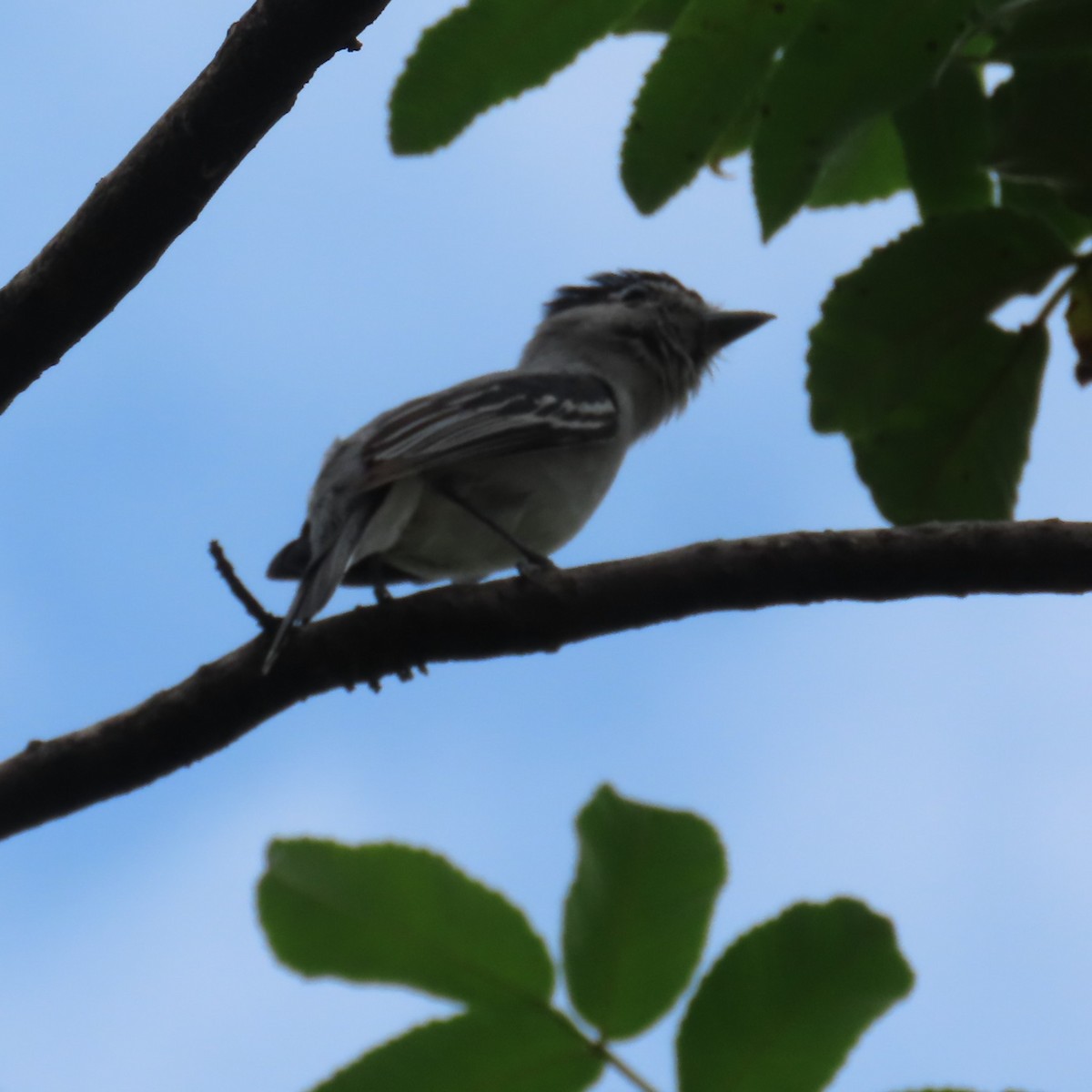Cryptic Becard - ML634912857
