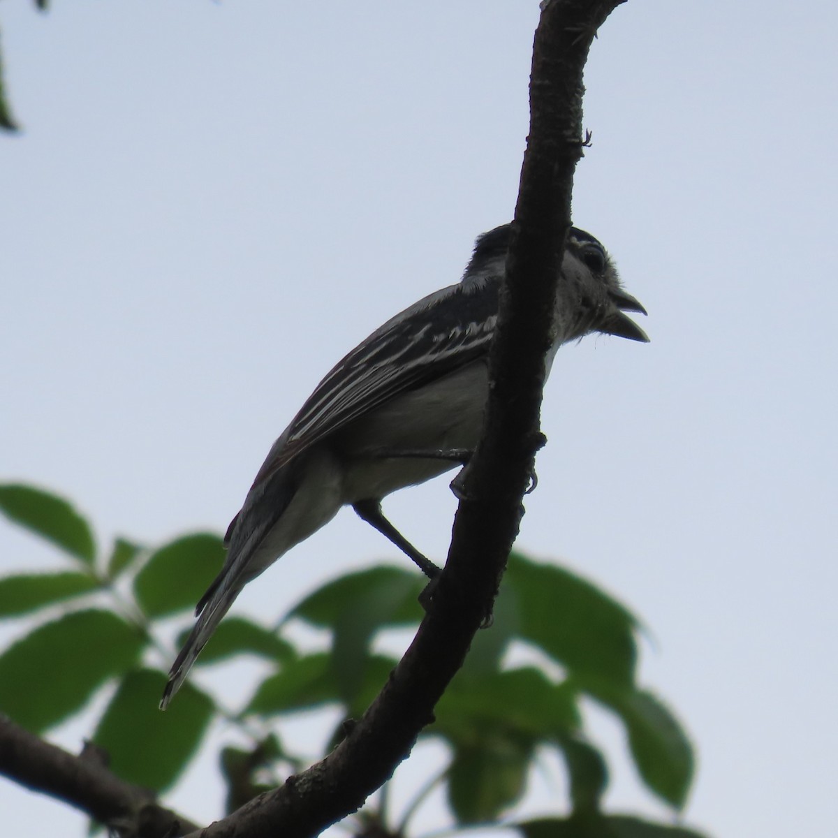 Cryptic Becard - ML634912858