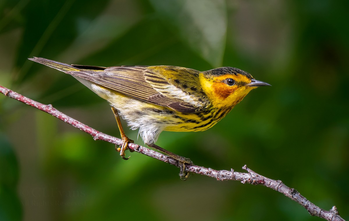 Cape May Warbler - ML634912926