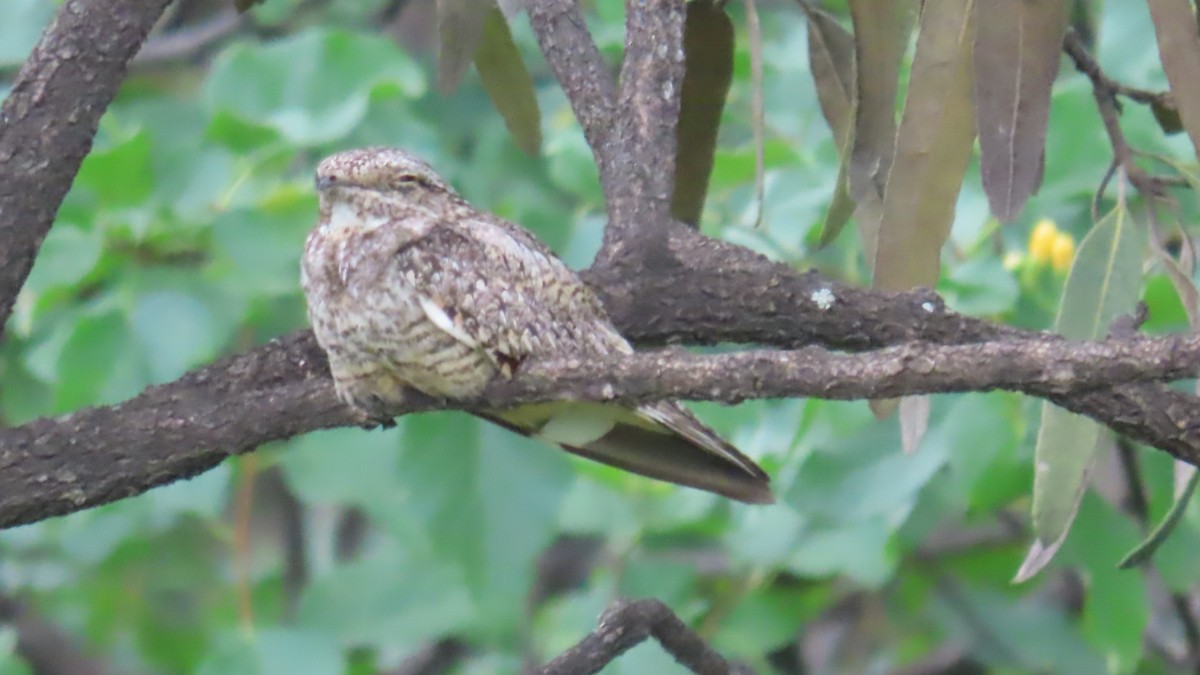 Scrub Nightjar - ML634912958