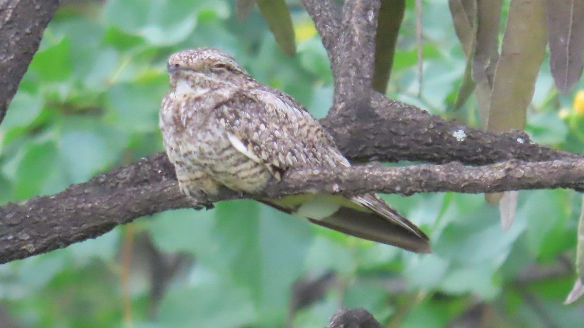 Scrub Nightjar - ML634912959
