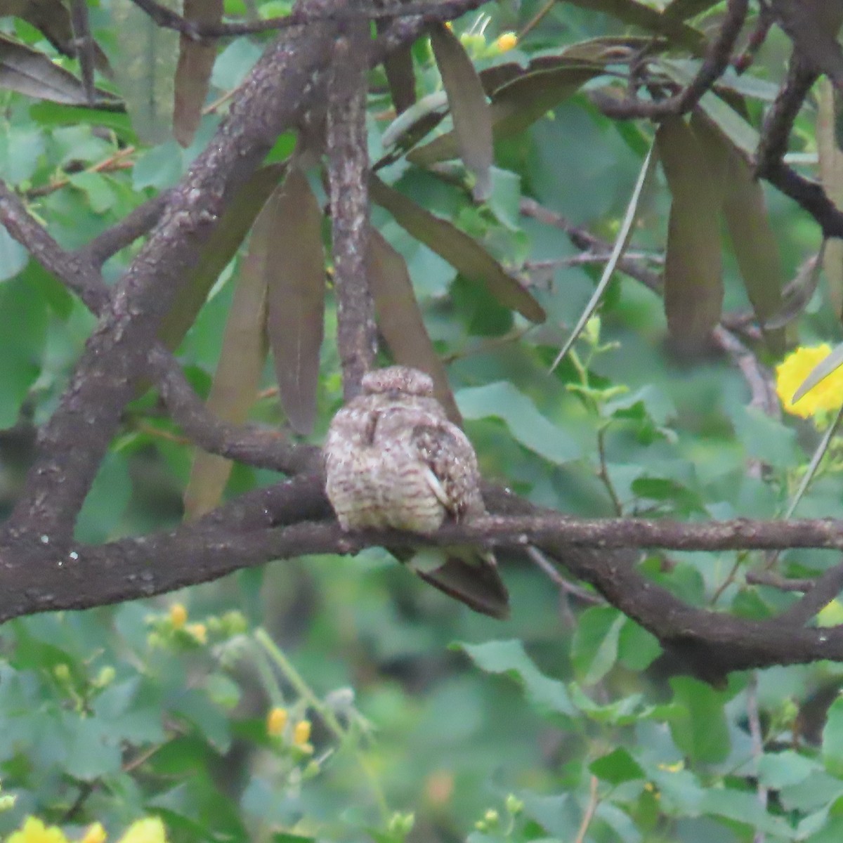 Scrub Nightjar - ML634912960
