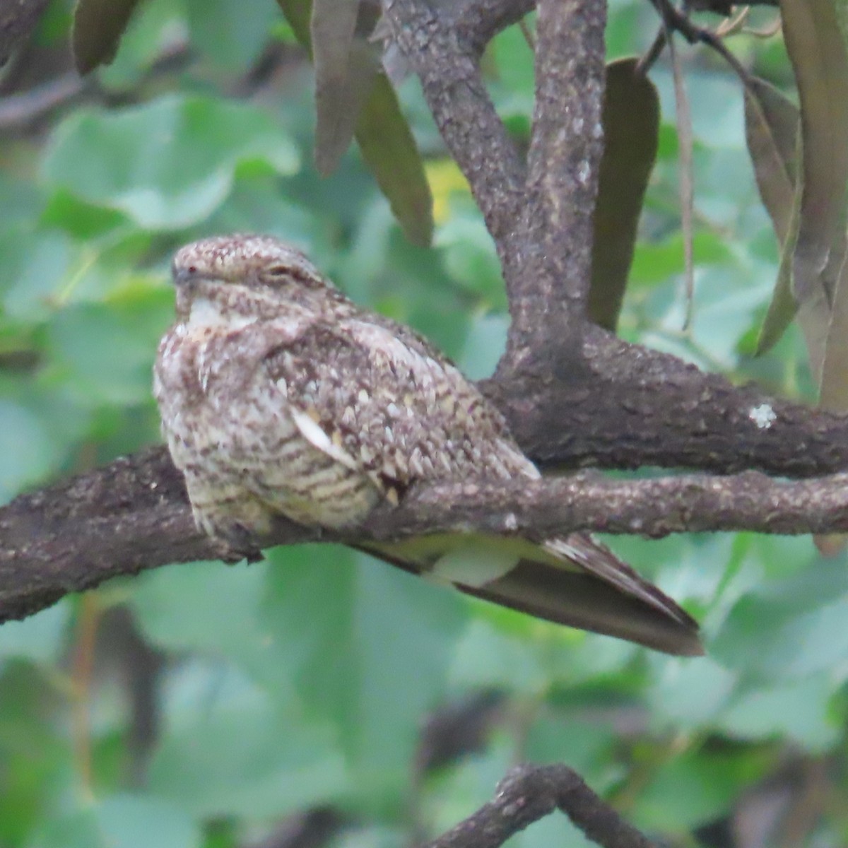 Scrub Nightjar - ML634912962