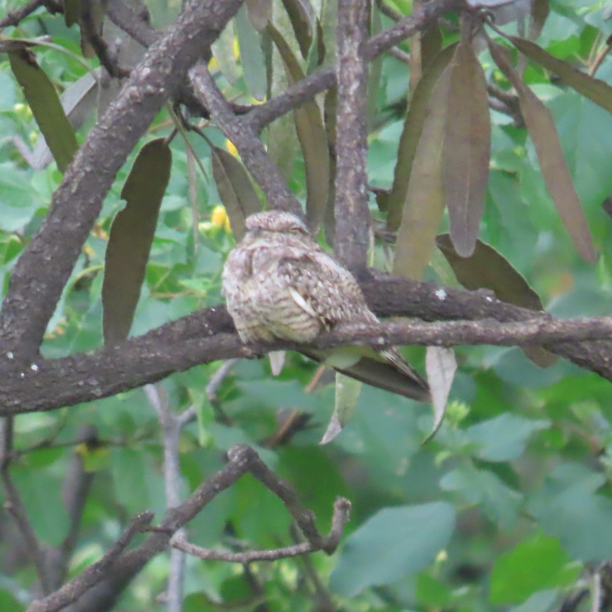 Scrub Nightjar - ML634912964