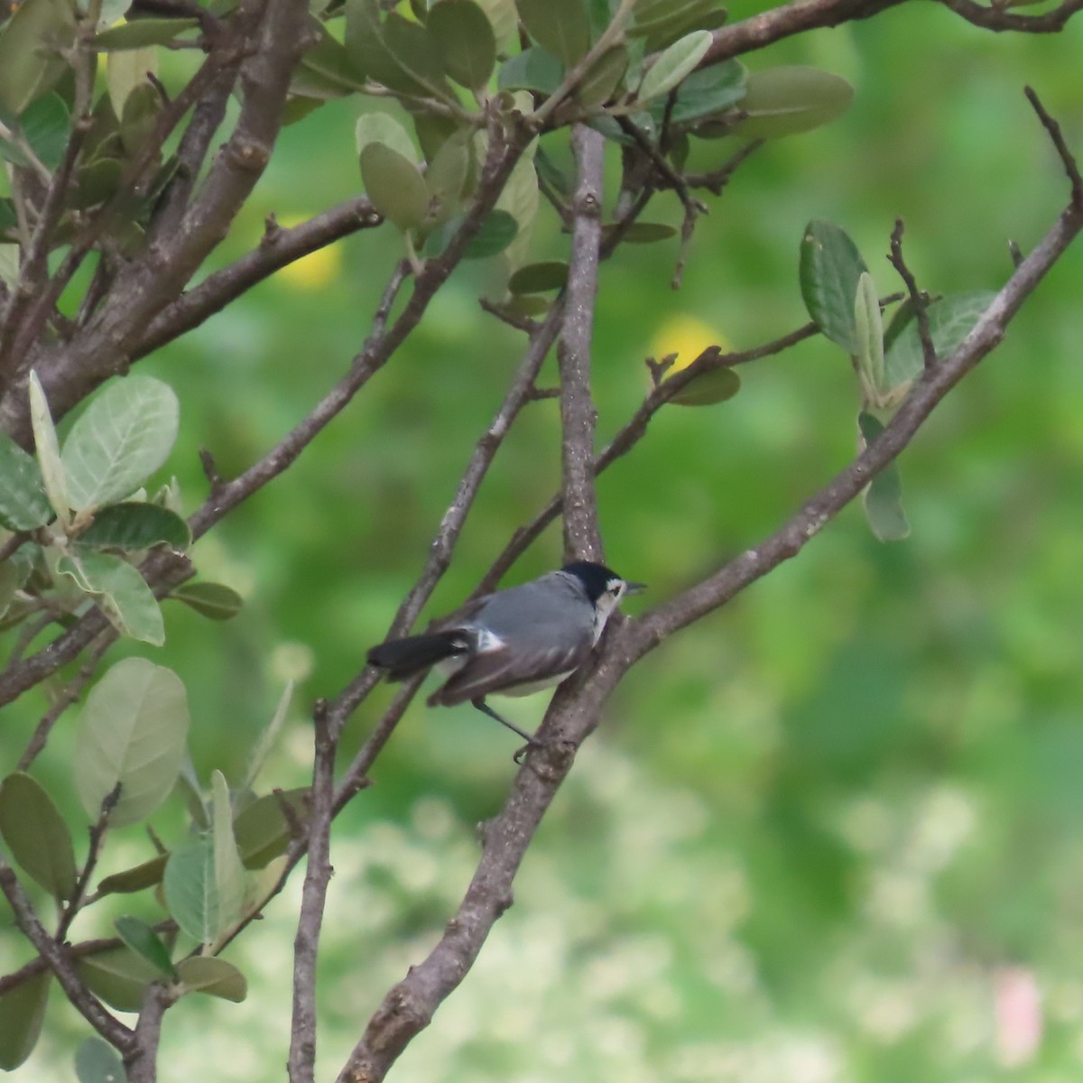 White-browed Gnatcatcher - ML634913027