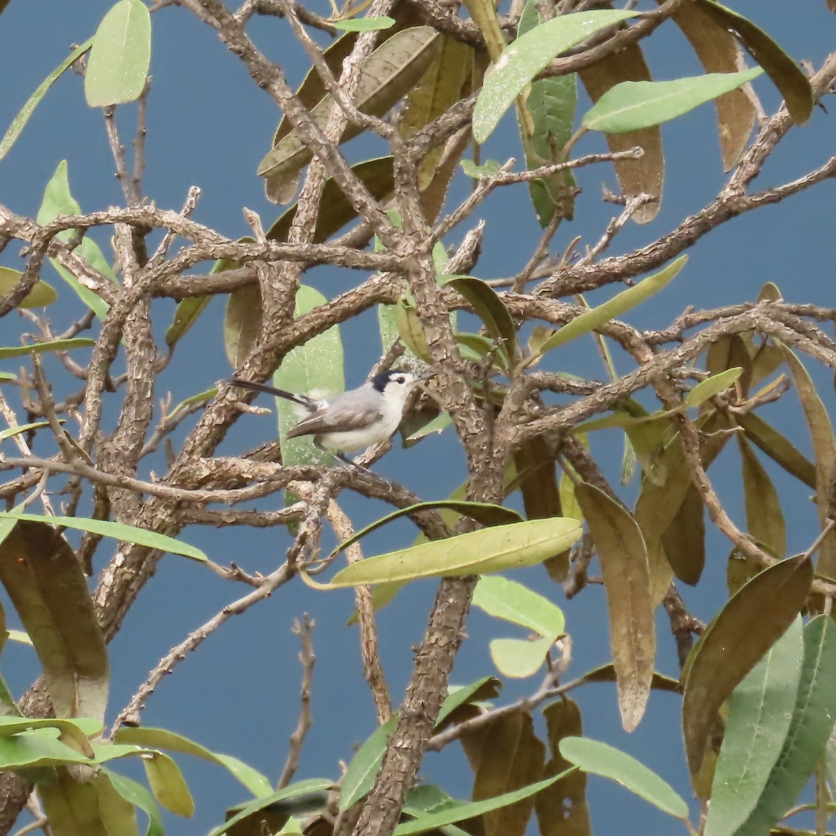 White-browed Gnatcatcher - ML634913028