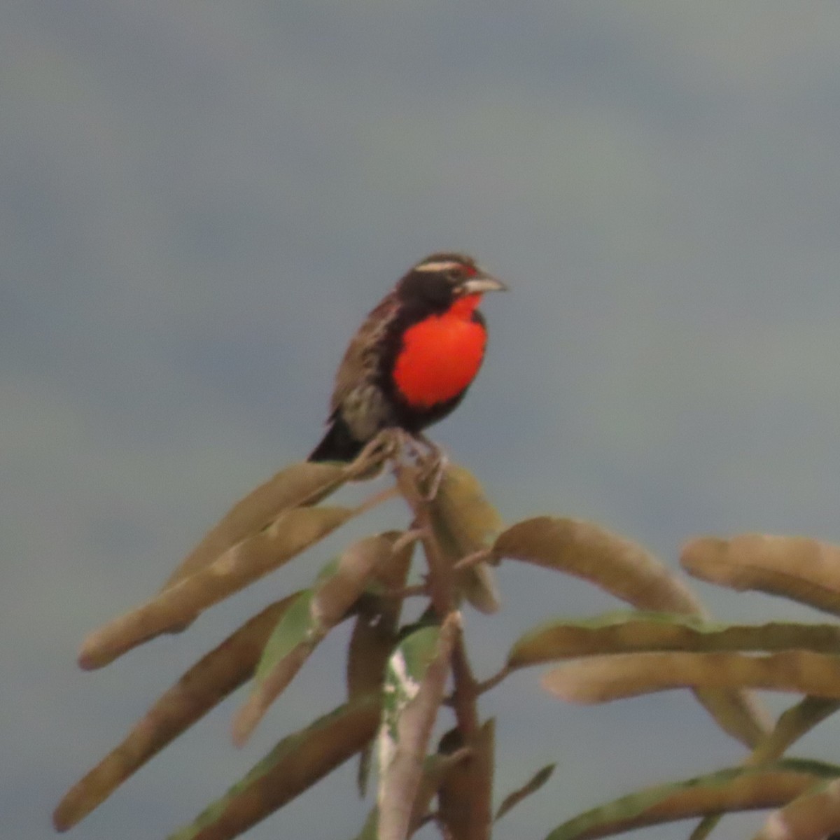 Peruvian Meadowlark - ML634913040