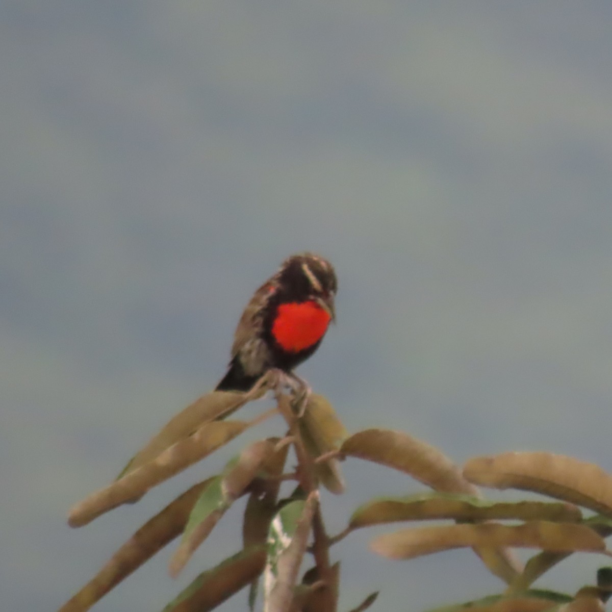 Peruvian Meadowlark - ML634913041
