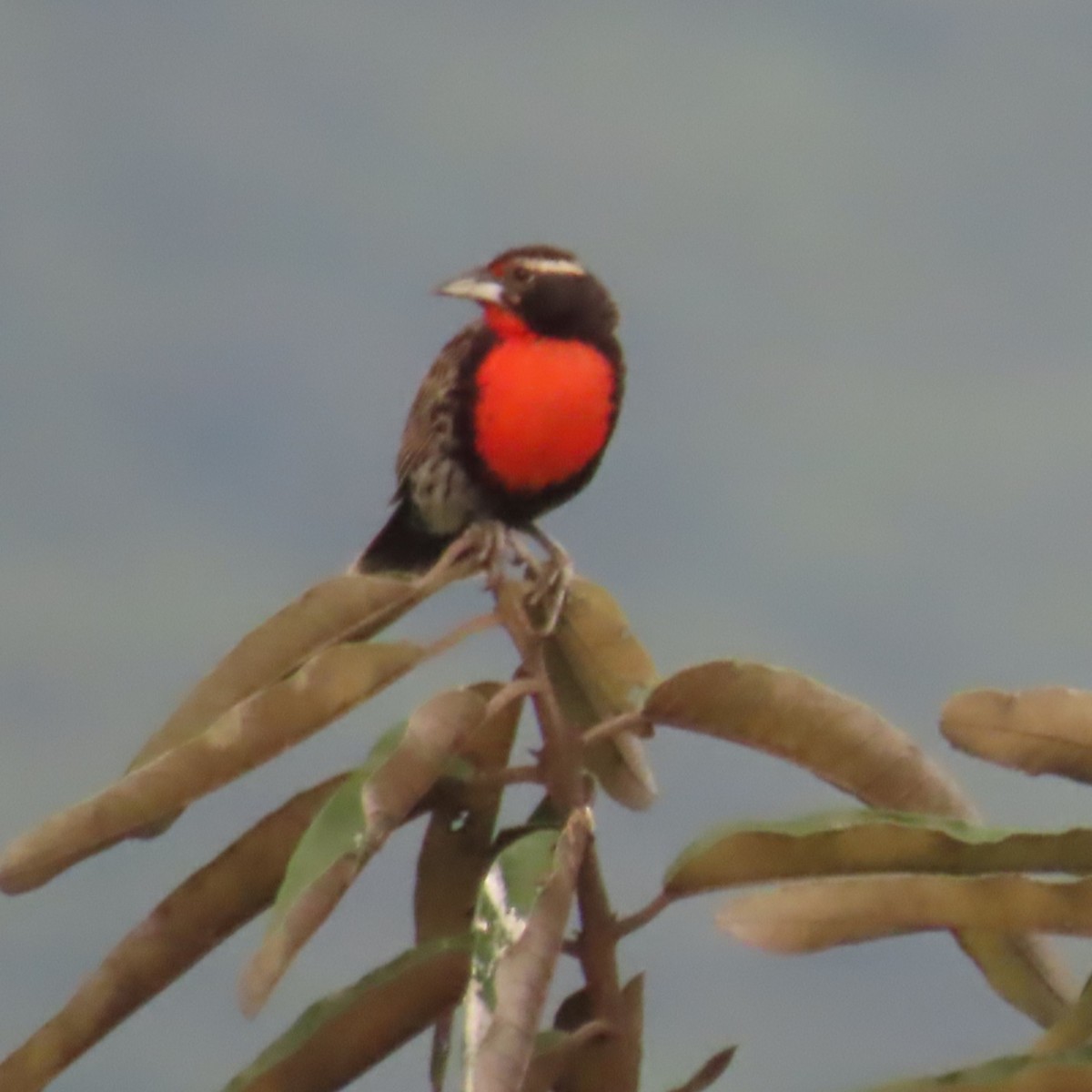Peruvian Meadowlark - ML634913042