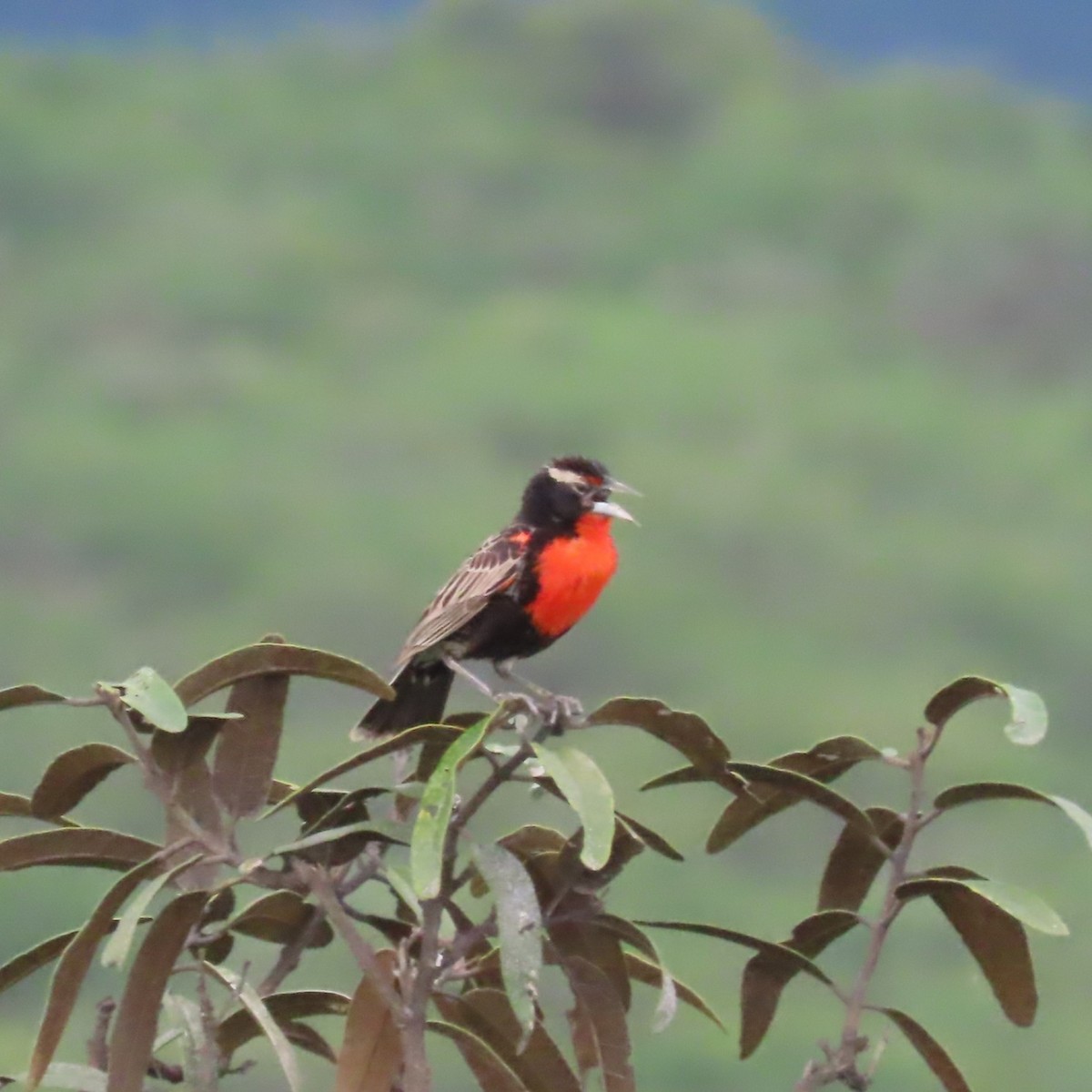 Peruvian Meadowlark - ML634913044