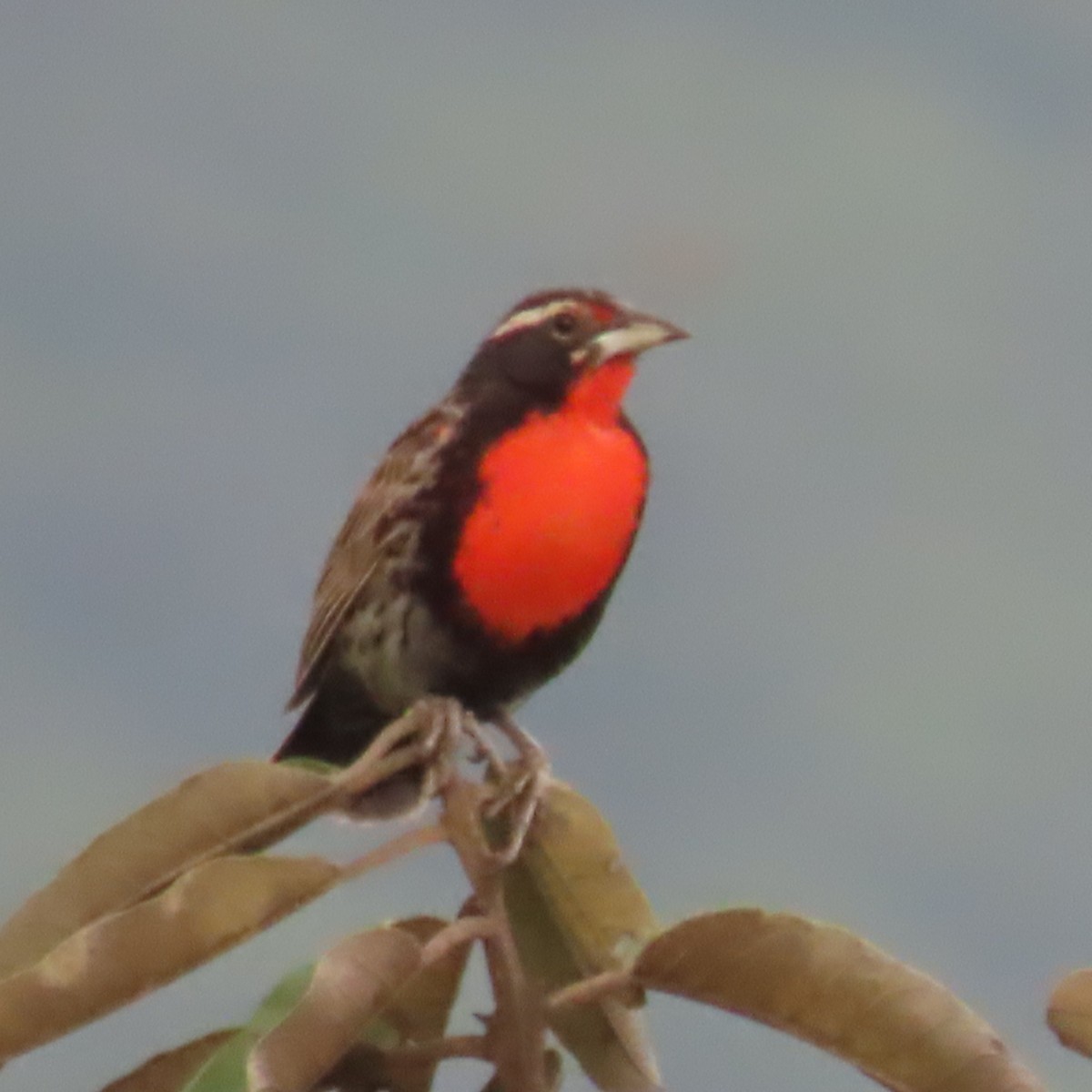Peruvian Meadowlark - ML634913045