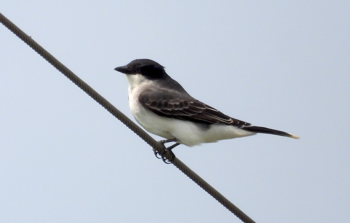 Eastern Kingbird - ML634913184