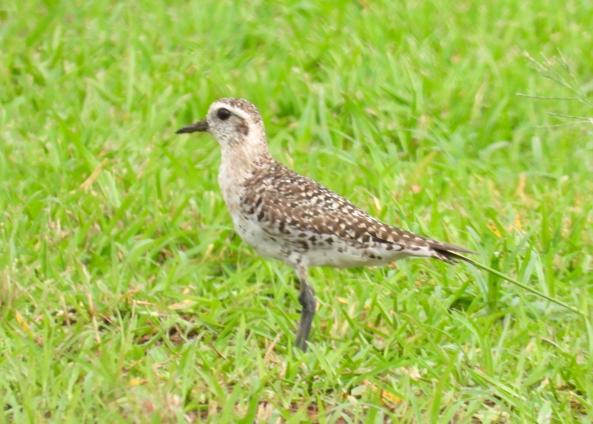 American Golden-Plover - ML634913200