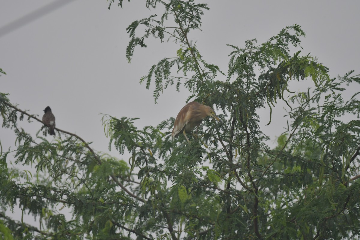 Indian Pond-Heron - ML634913201