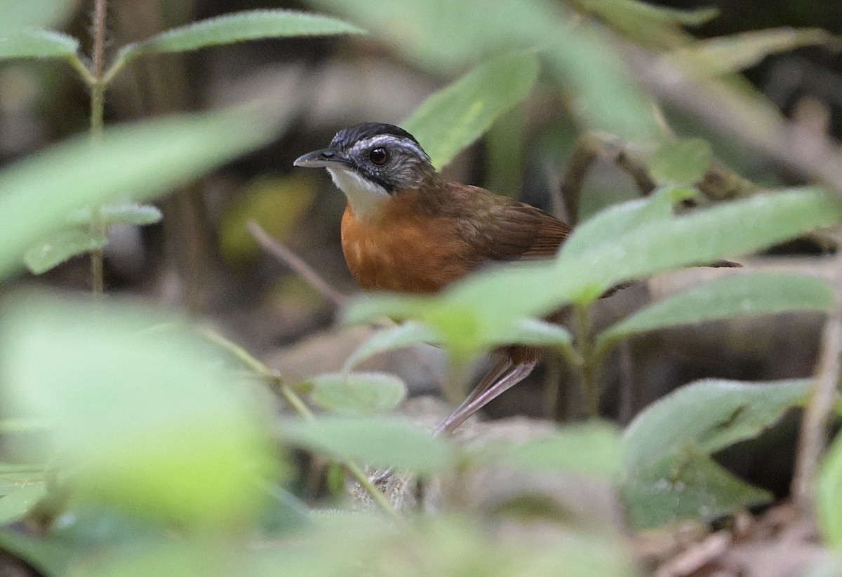 Malayan Black-capped Babbler - ML634913202