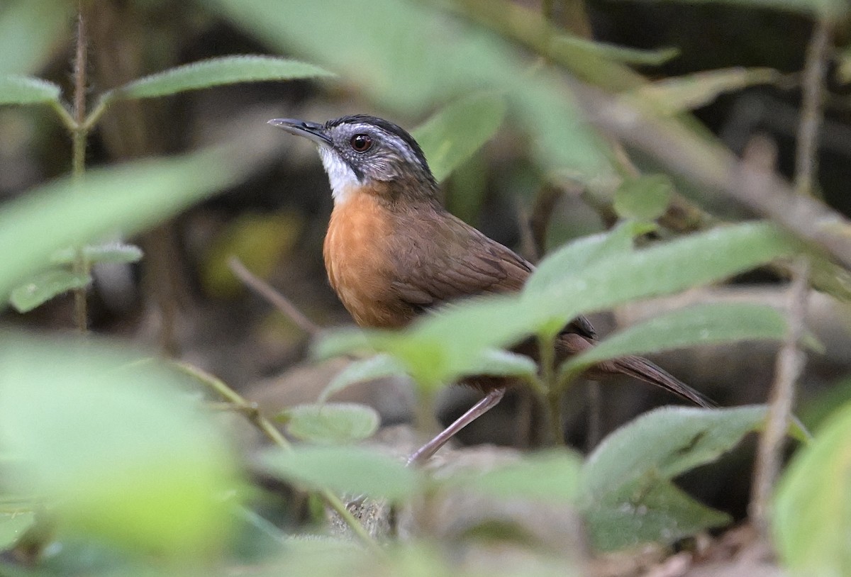 Malayan Black-capped Babbler - ML634913203