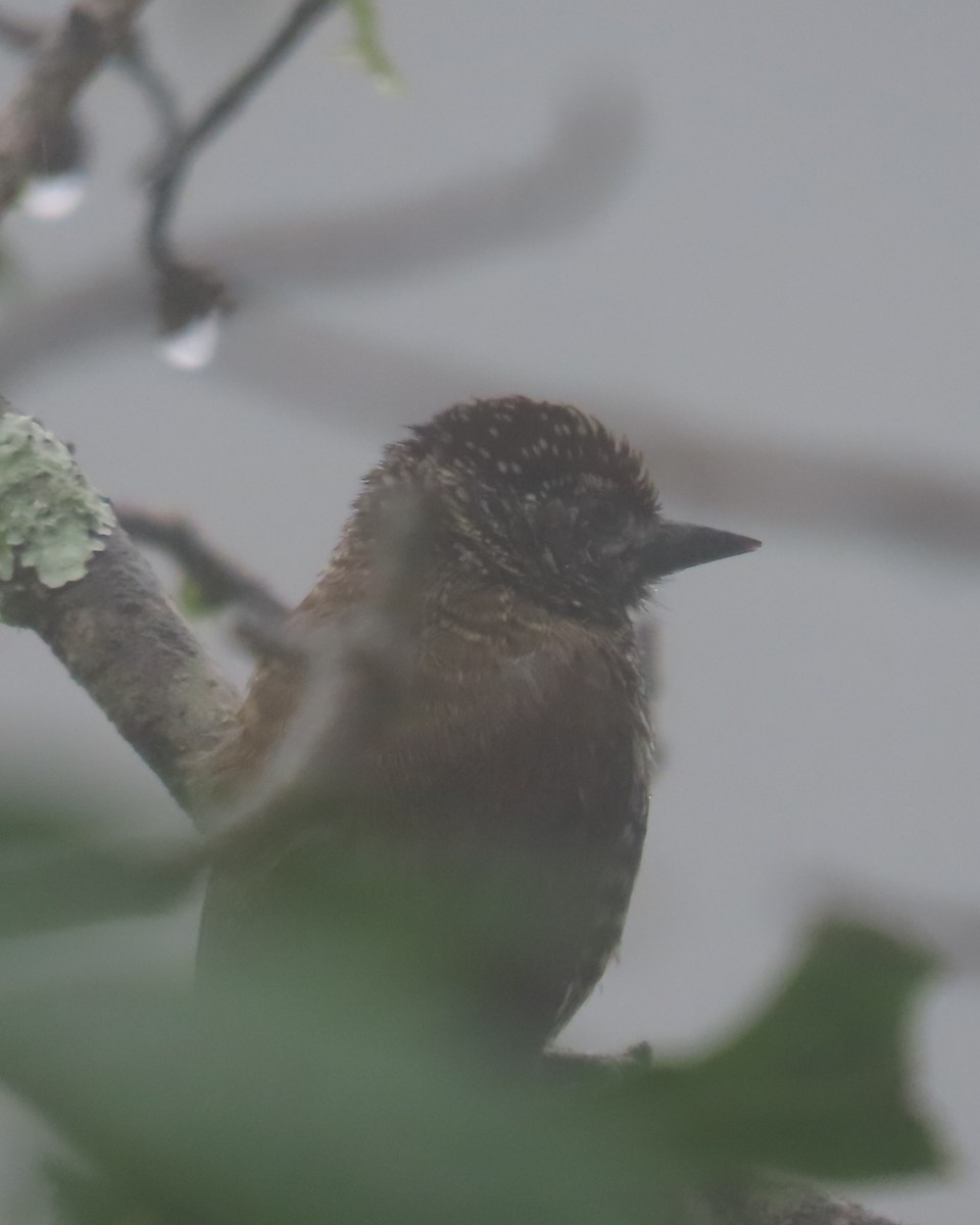 Ecuadorian Piculet - ML634913210