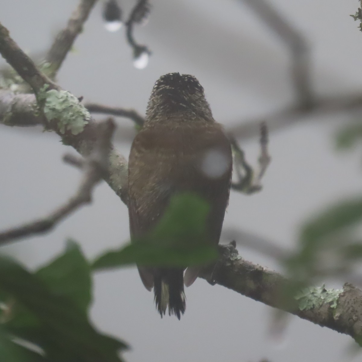 Ecuadorian Piculet - ML634913211