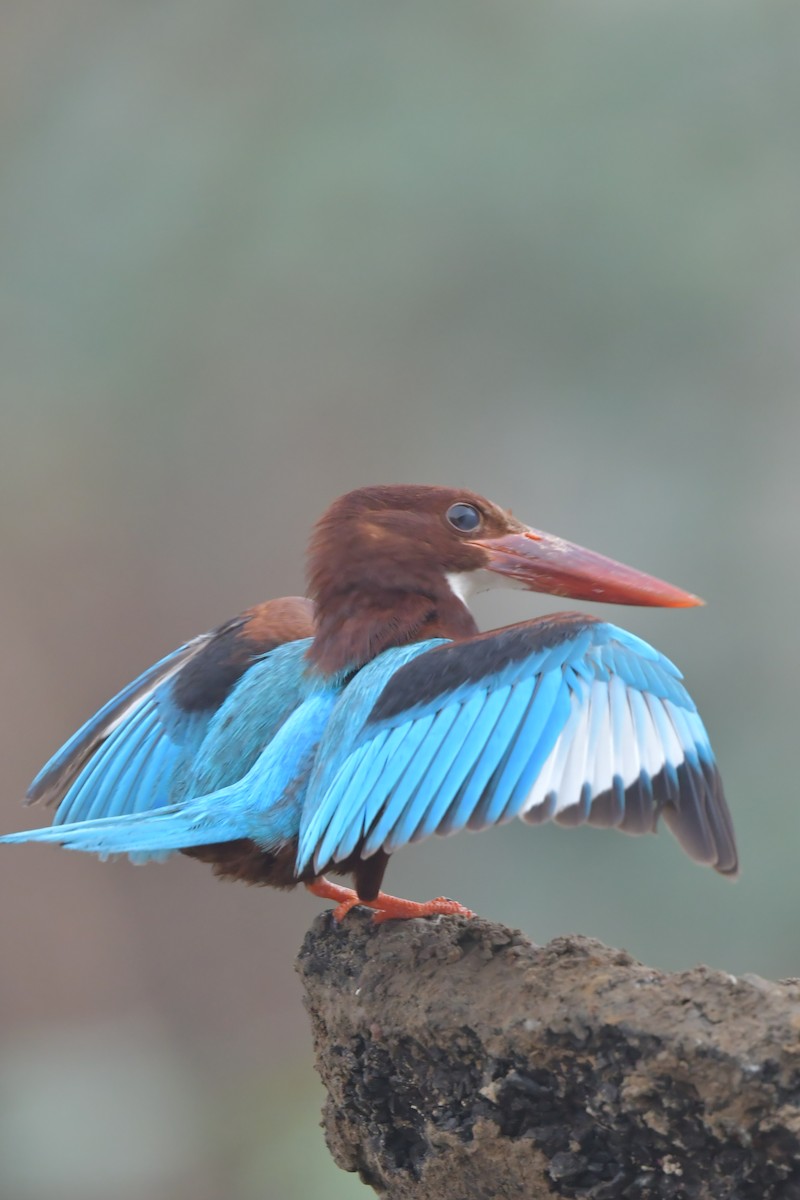 White-throated Kingfisher - ML634913213