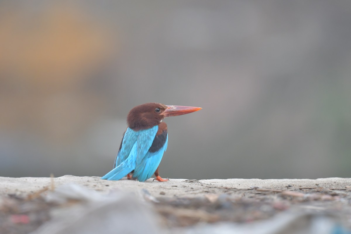 White-throated Kingfisher - ML634913214