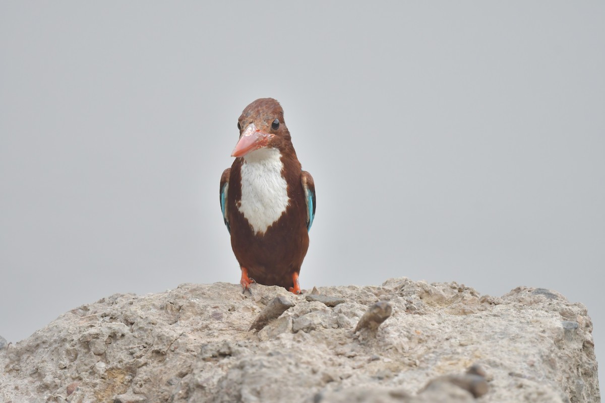 White-throated Kingfisher - ML634913215
