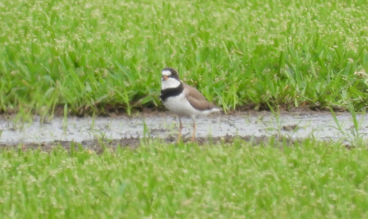 Semipalmated Plover - ML634913217