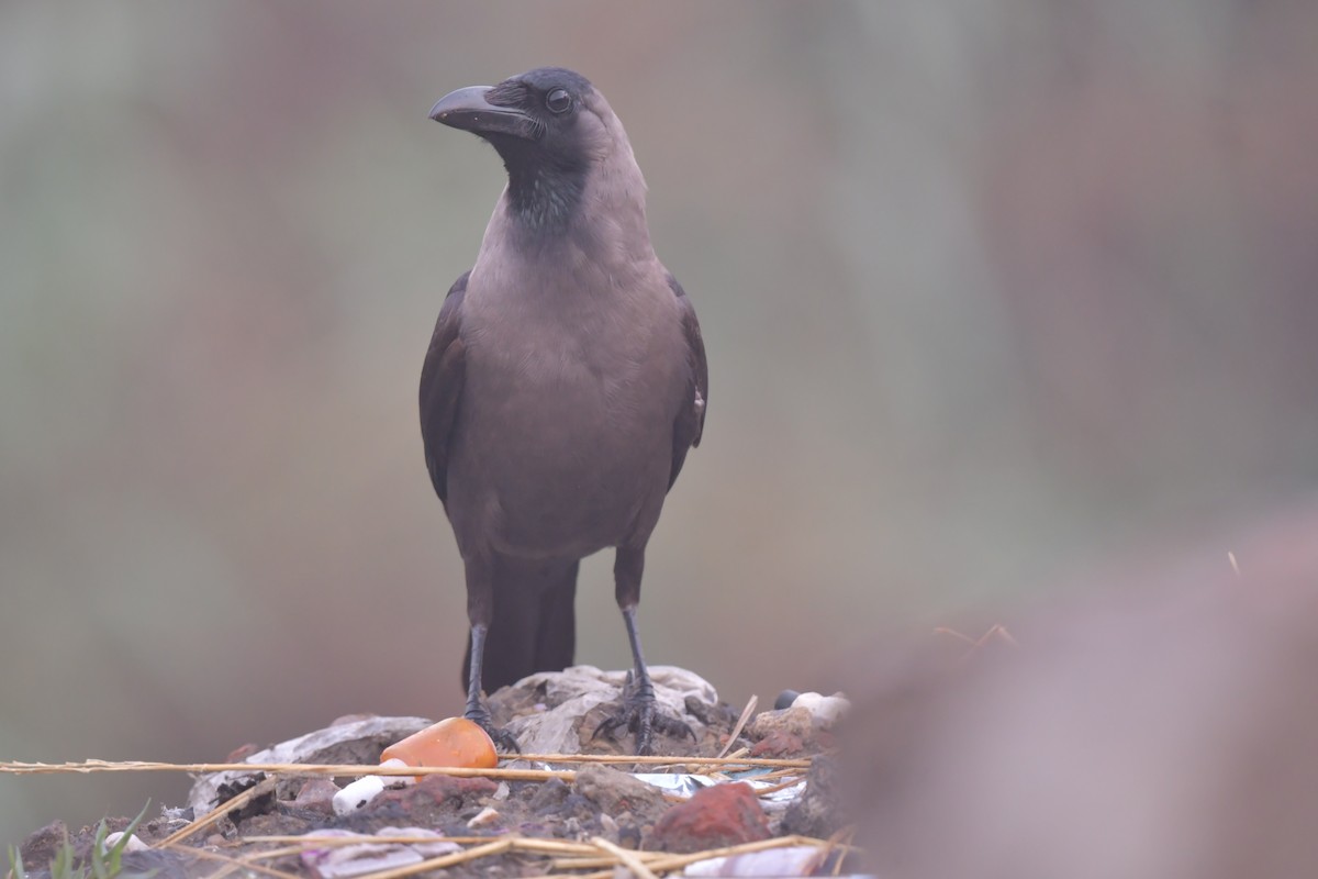 House Crow - ML634913223