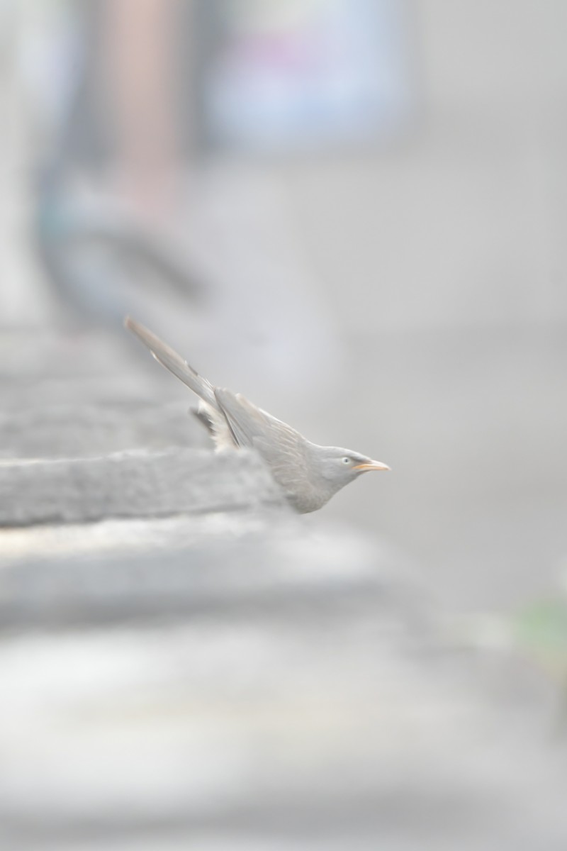 Jungle Babbler - ML634913257