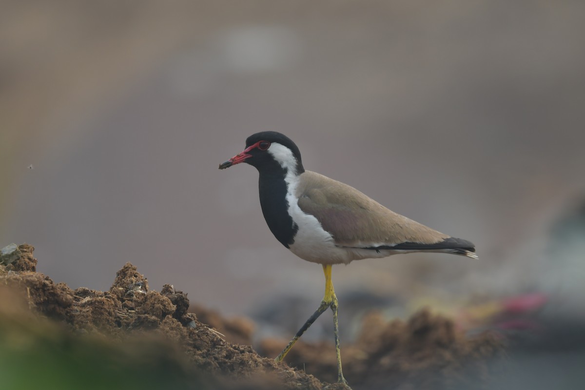 Red-wattled Lapwing - ML634913302
