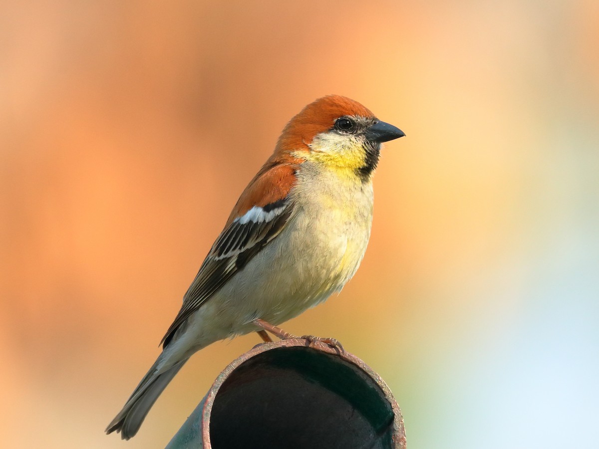 Russet Sparrow - ML634913304