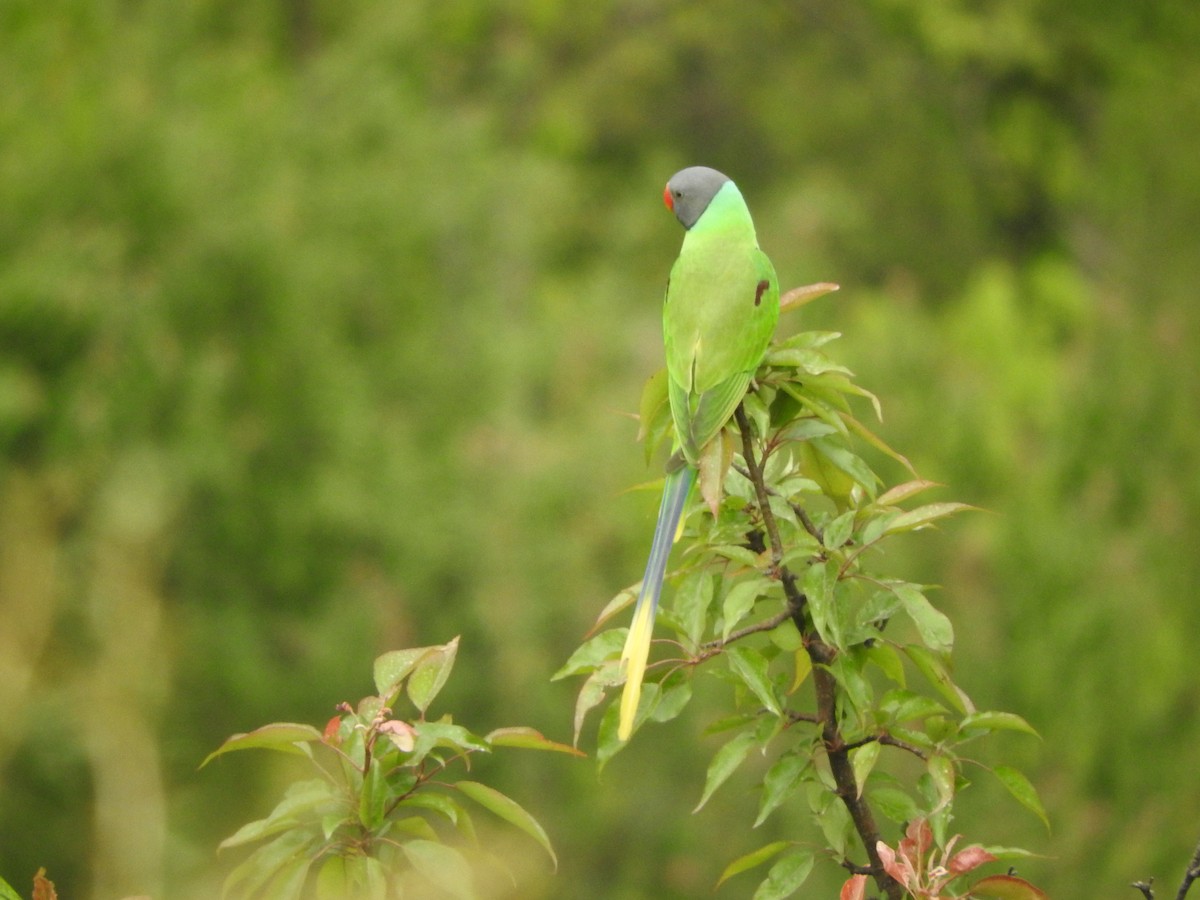 Slaty-headed Parakeet - ML634913364