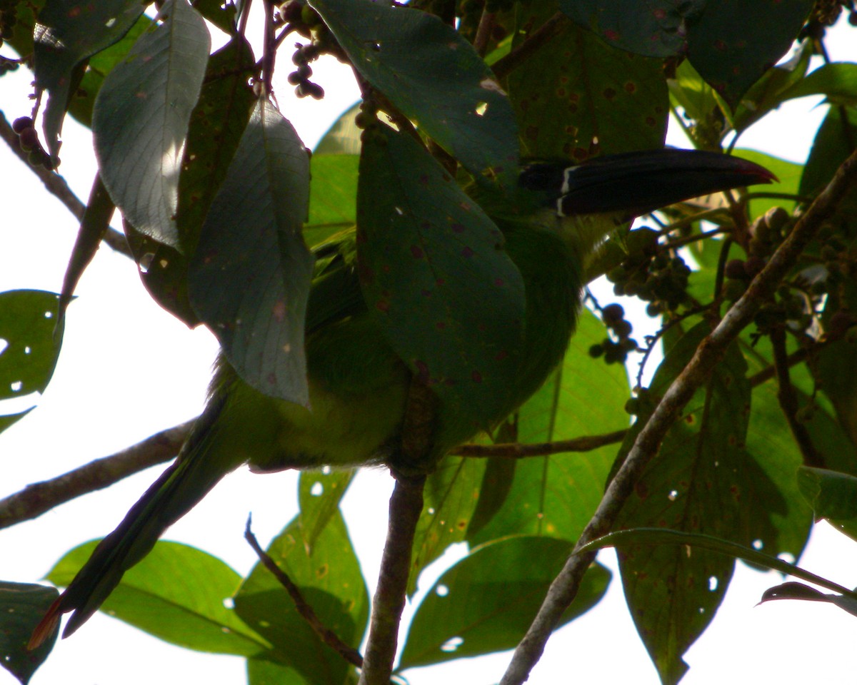 Chestnut-tipped Toucanet - Mark Vukovich