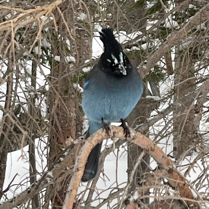 Steller's Jay - ML634913454