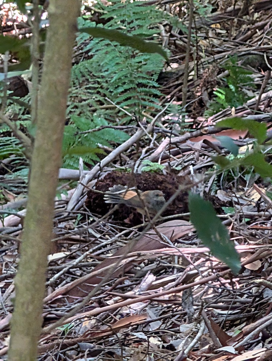Australian Rufous Fantail - ML634913491