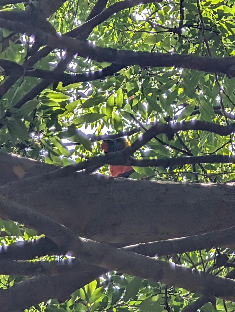 Rainbow Lorikeet - ML634913591
