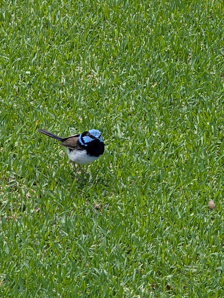 Superb Fairywren - ML634913598