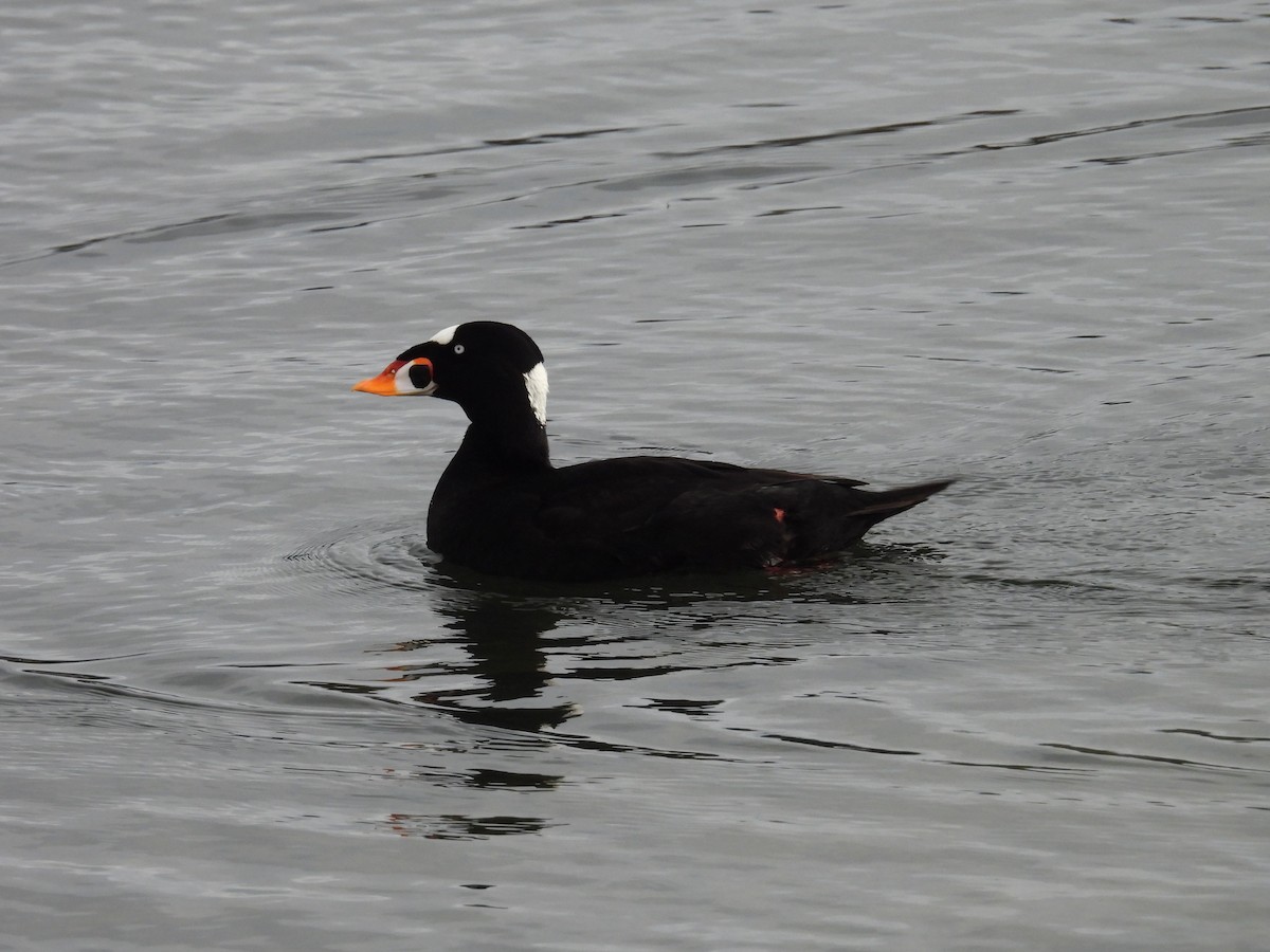 Surf Scoter - ML634913599