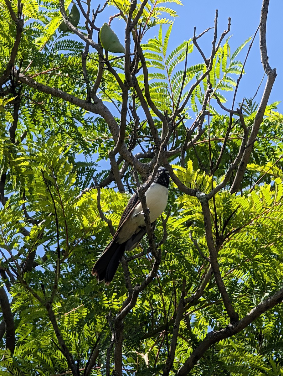 Restless Flycatcher - ML634913604