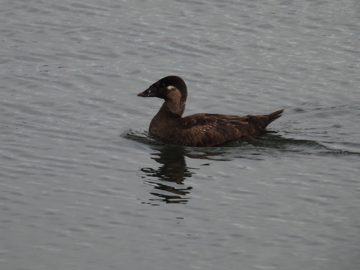 Surf Scoter - ML634913606