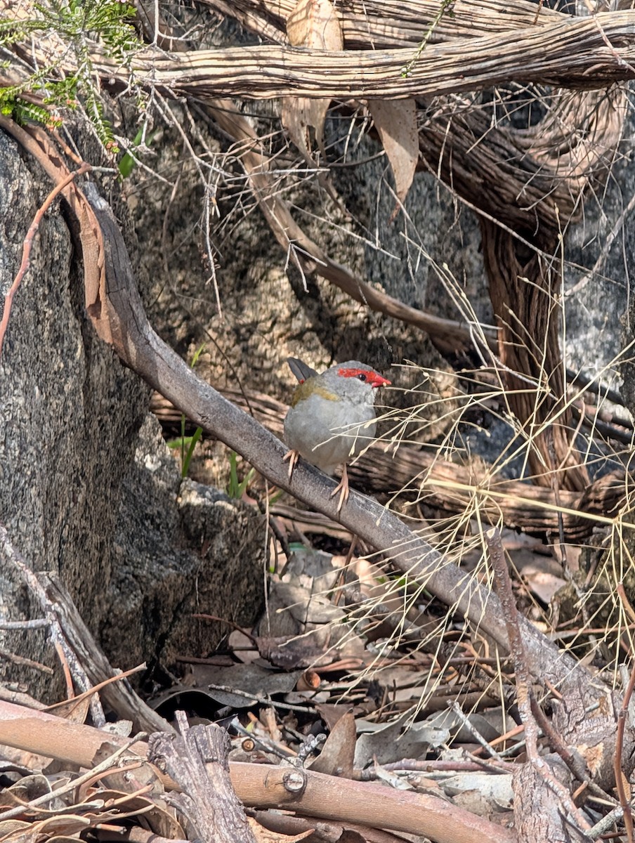 Red-browed Firetail - ML634913607