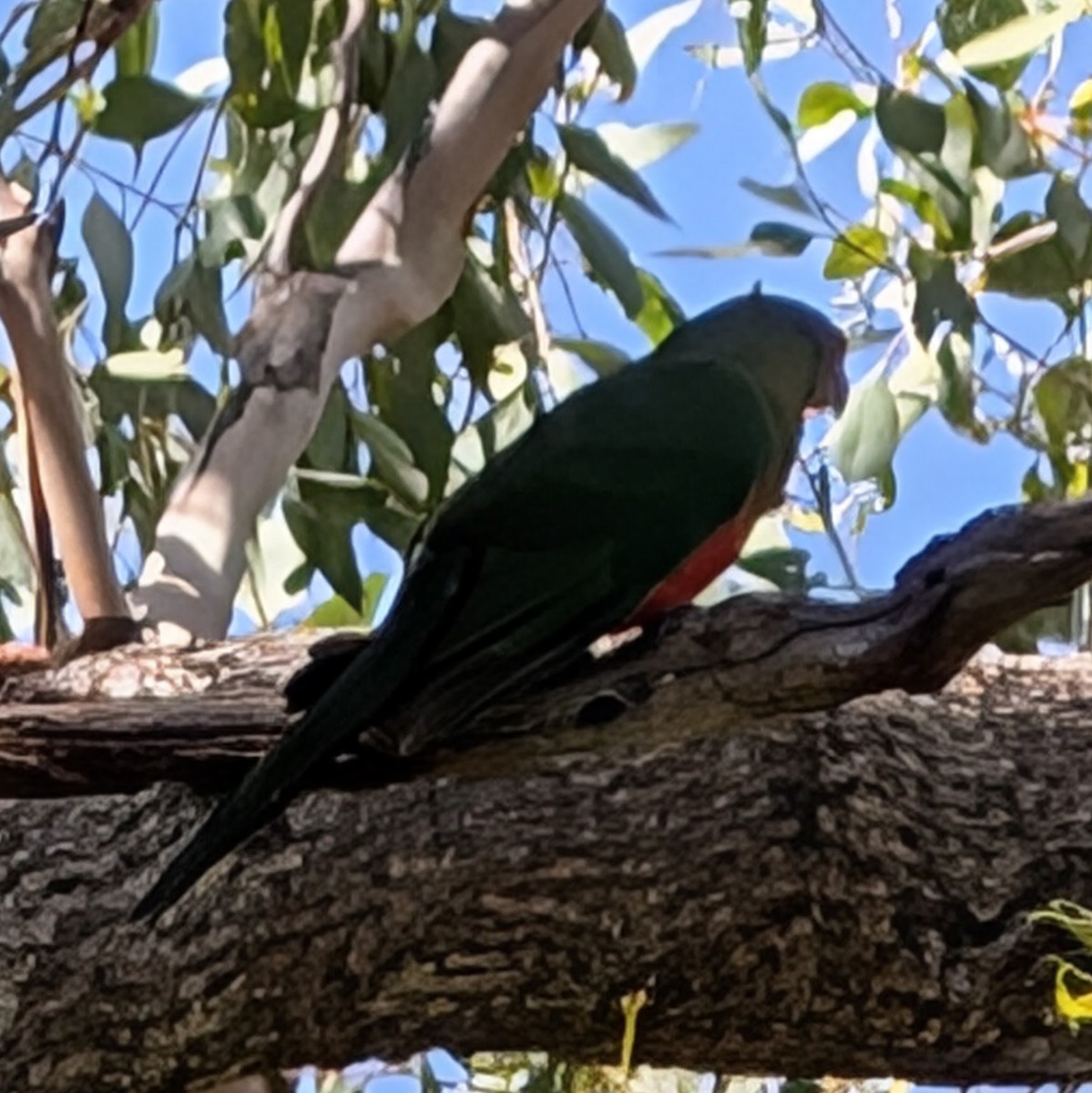 Australian King-Parrot - ML634913614