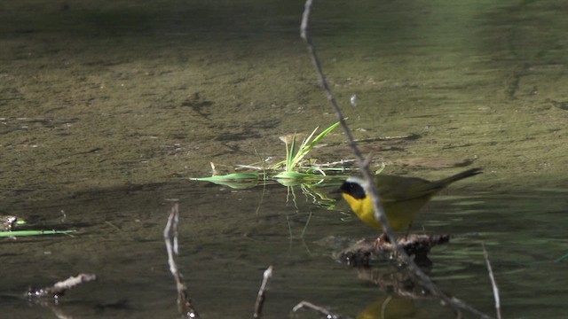 Common Yellowthroat - ML634913621