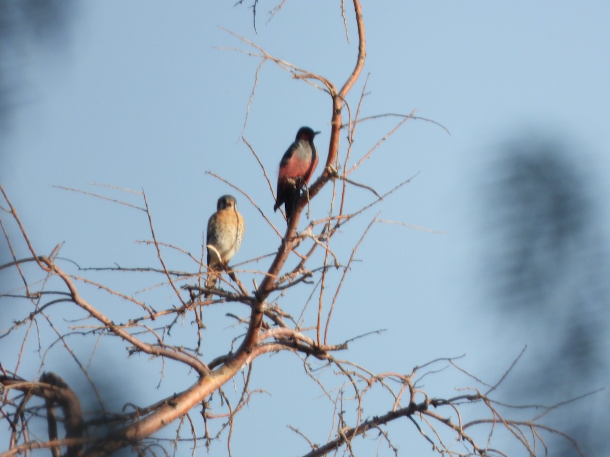 datel červenolící - ML634913633