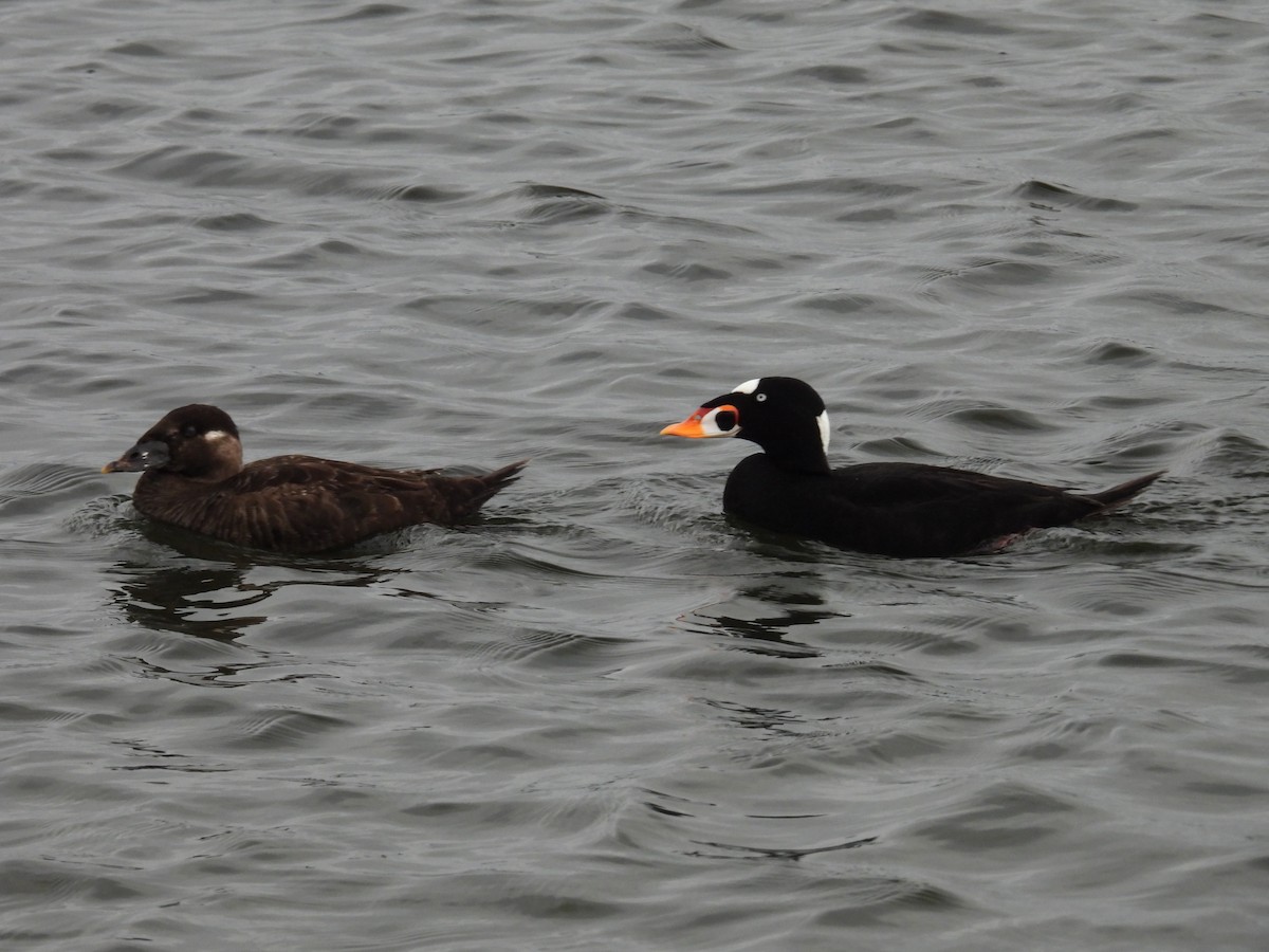 Surf Scoter - ML634913639