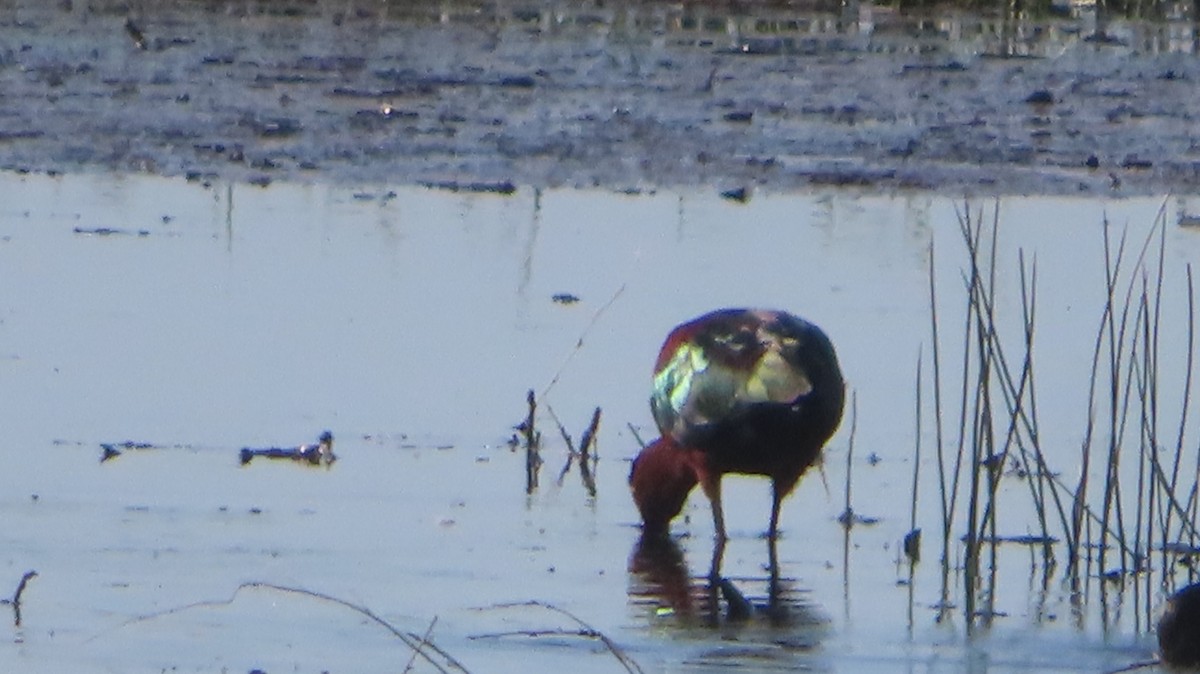 White-faced Ibis - ML634913718