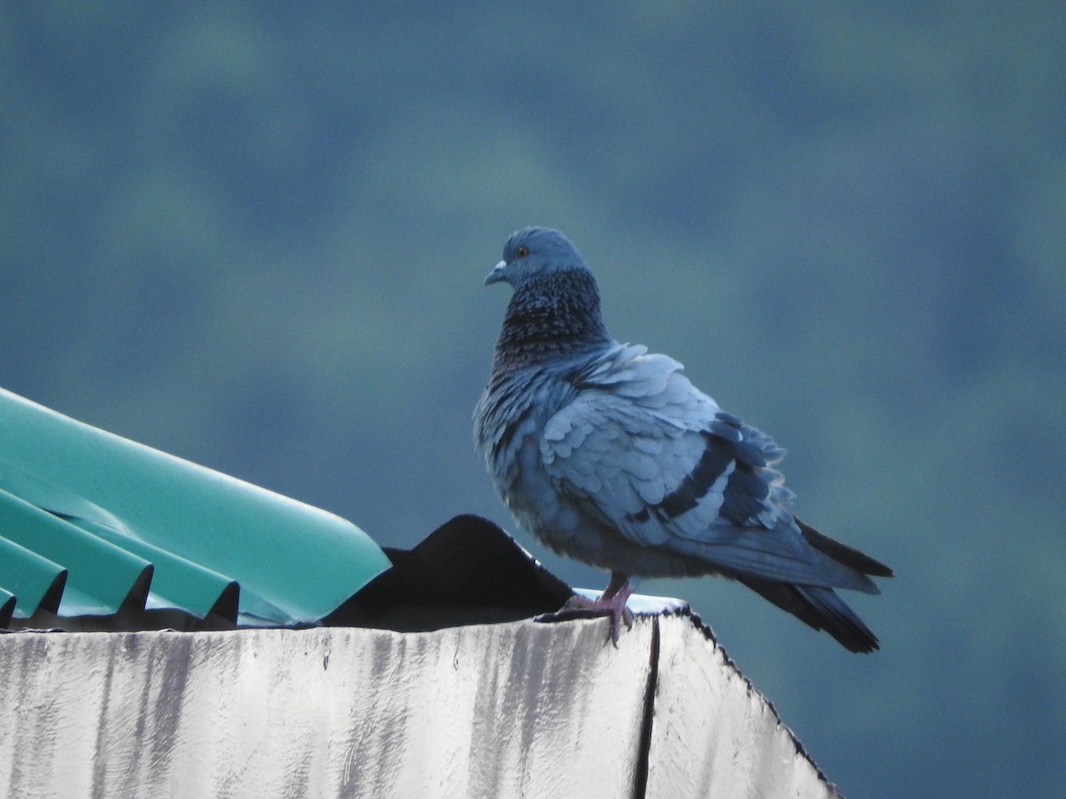 Rock Pigeon (Feral Pigeon) - ML634913823
