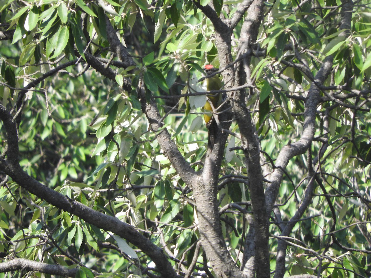Gray-headed Woodpecker - ML634913835