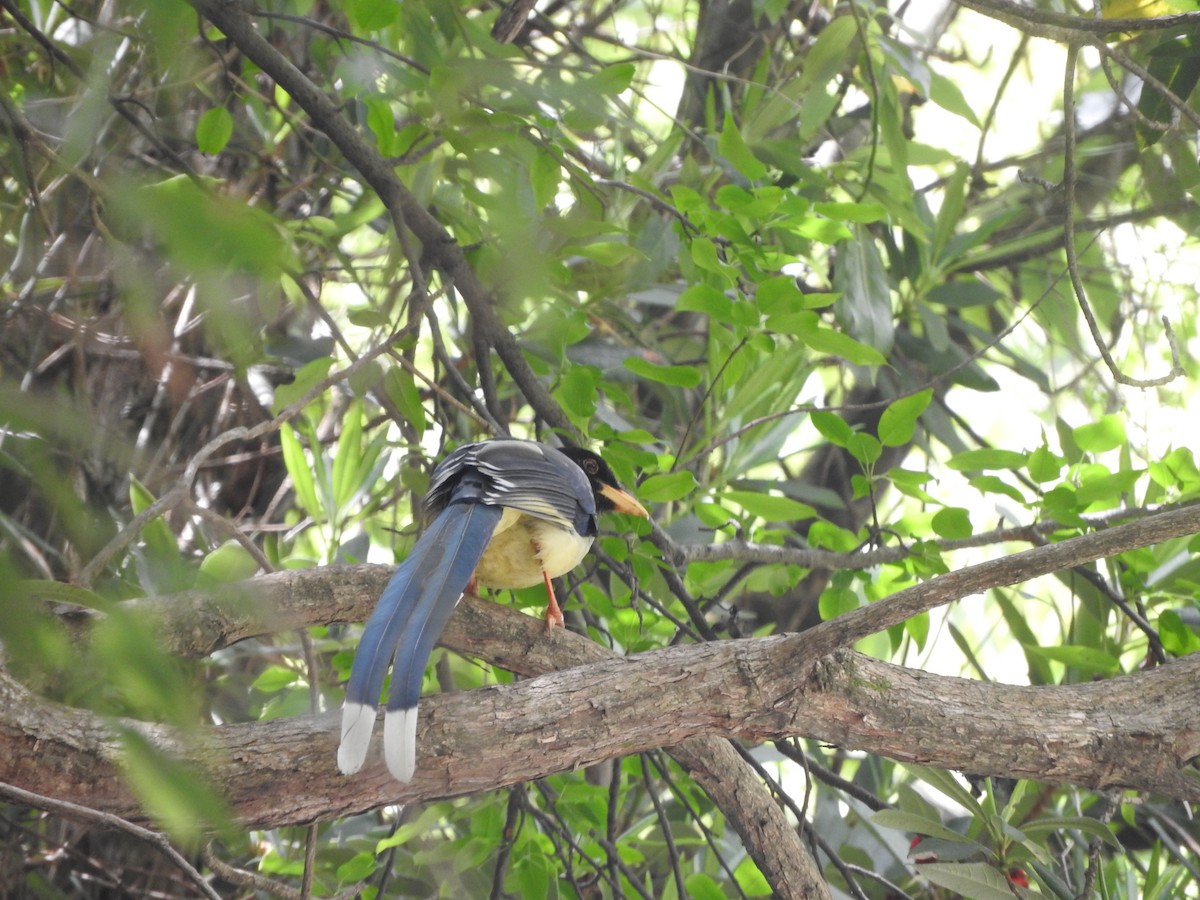 Yellow-billed Blue-Magpie - ML634913838