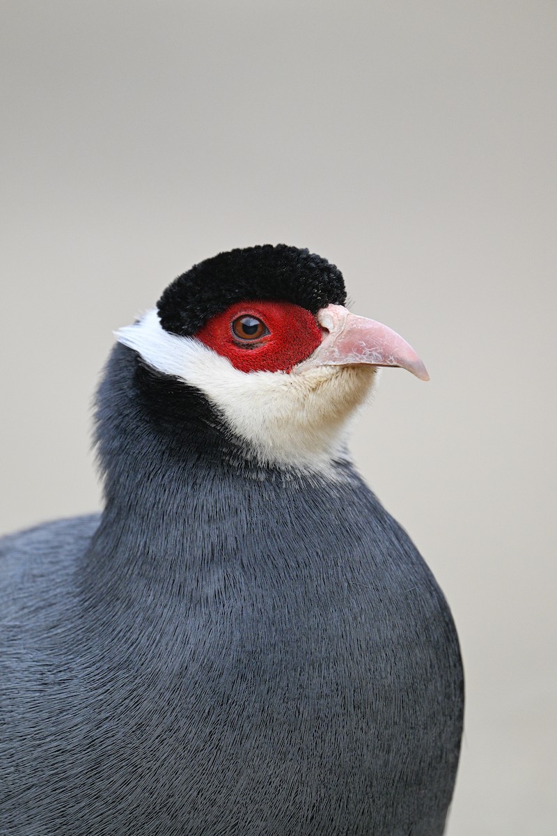 Tibetan Eared-Pheasant - ML634913854