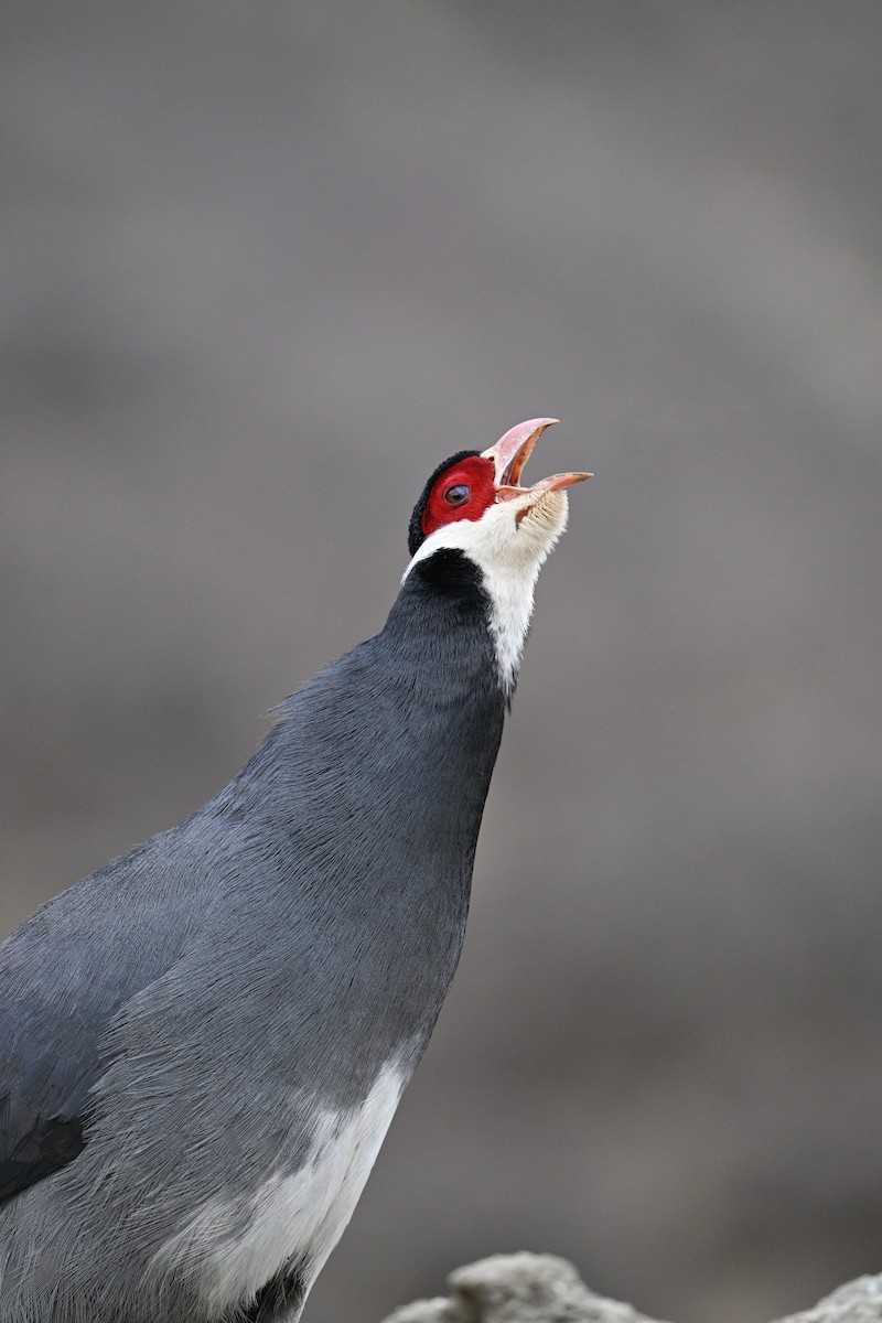 Tibetan Eared-Pheasant - ML634913855